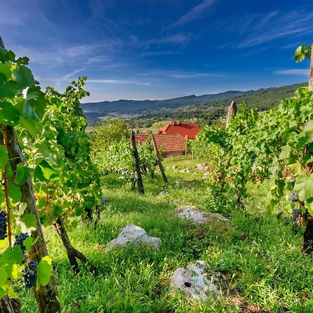 Vineyard Brodaric - Happy *
